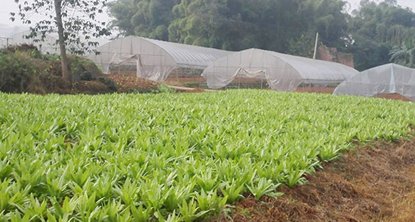 重慶農家樂_重慶家禽配送_重慶91茄子成人APP配送_重慶小龍蝦垂釣